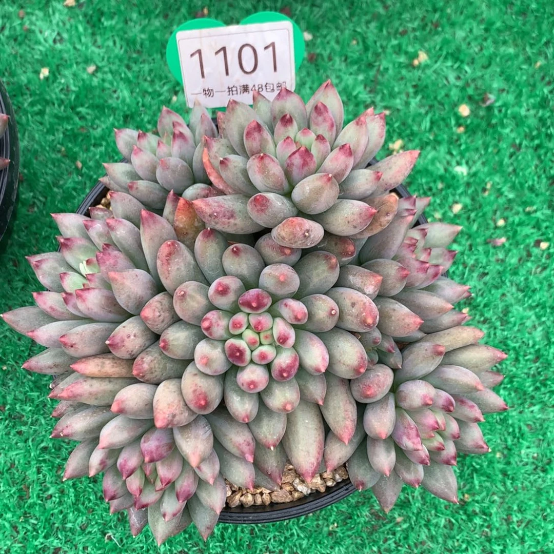 二代虞美人无砍1101