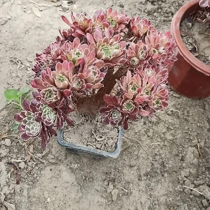 水墨画龙头朵朵正版子