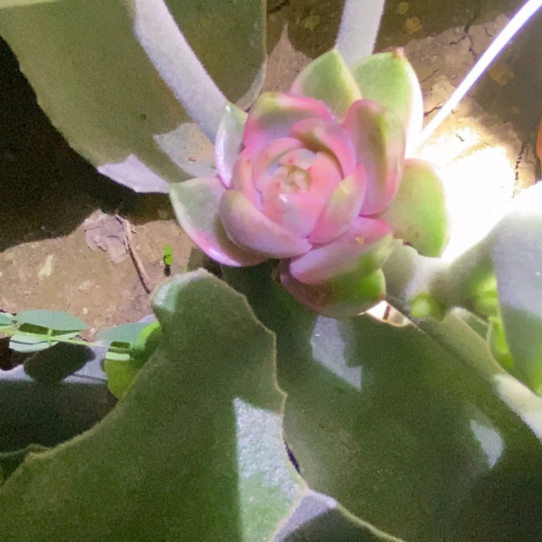 不开花植物紫水晶锦带沾木发