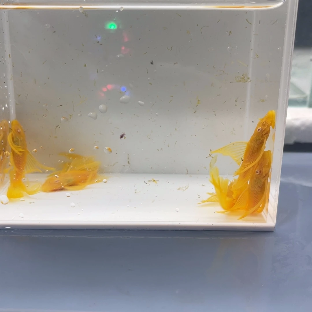 孔雀鱼大号帆5条开箱视频报损