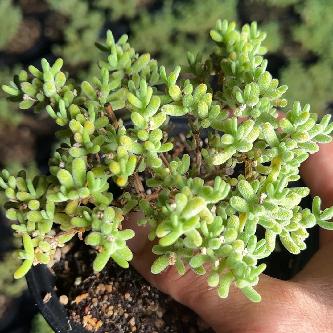 冰紫120盆老桩福利