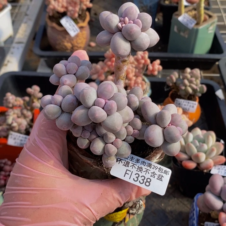 香水手指奶10cm338多肉植物