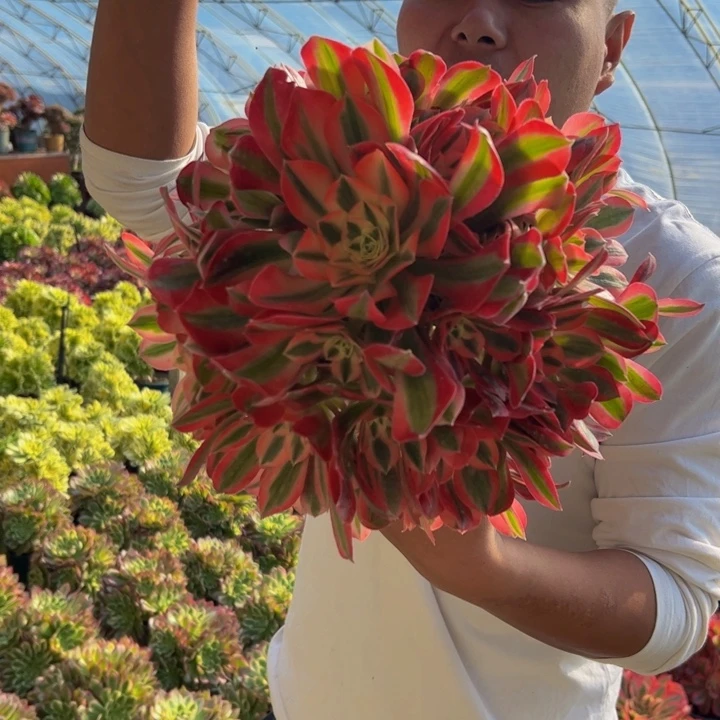 25.8大棵粉女巫一棵