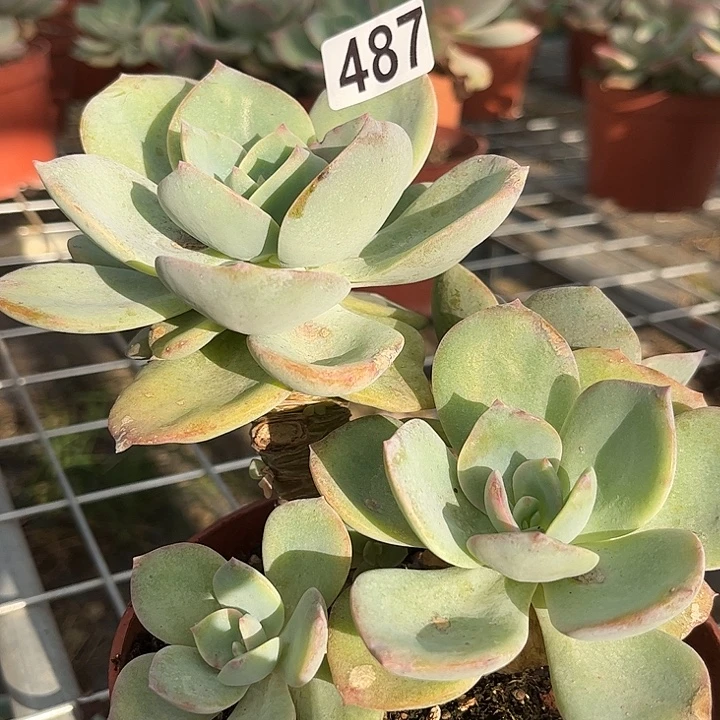 玫***瑰487白凤脱土发货不退不换