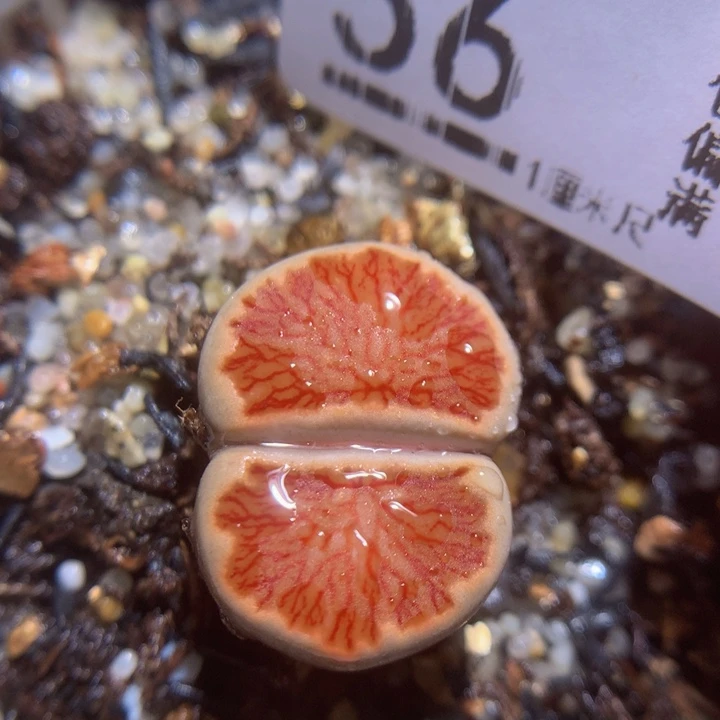 精品生石花125.56