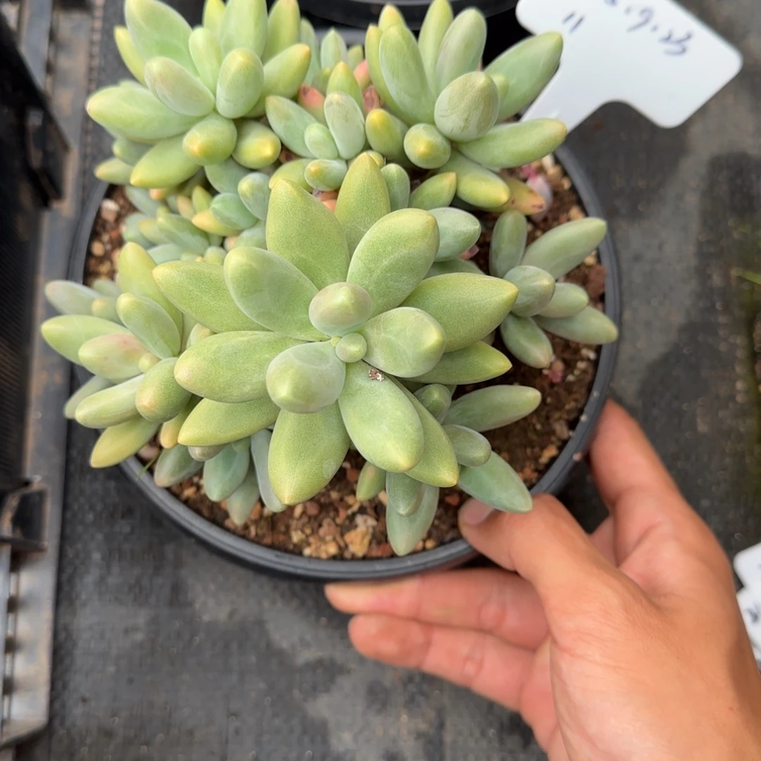 一物一拍糖果美人11