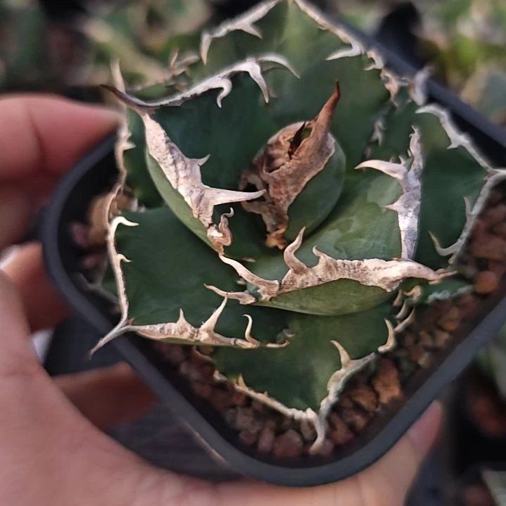 立可白仁王冠龙舌兰