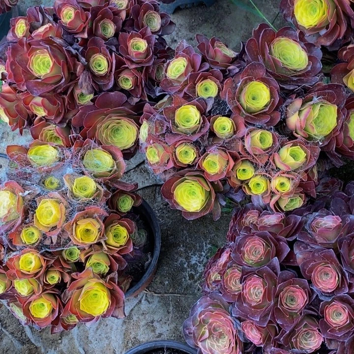 魅金玫瑰一颗多肉植物