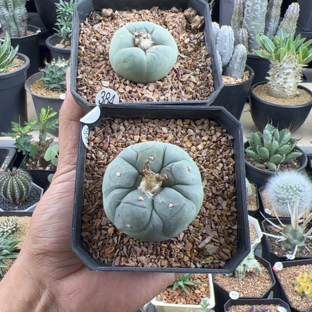 草球实生3+两颗带盆发
