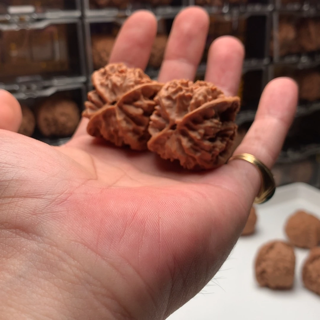 面***积桃核吊坠十三陵鸡心666