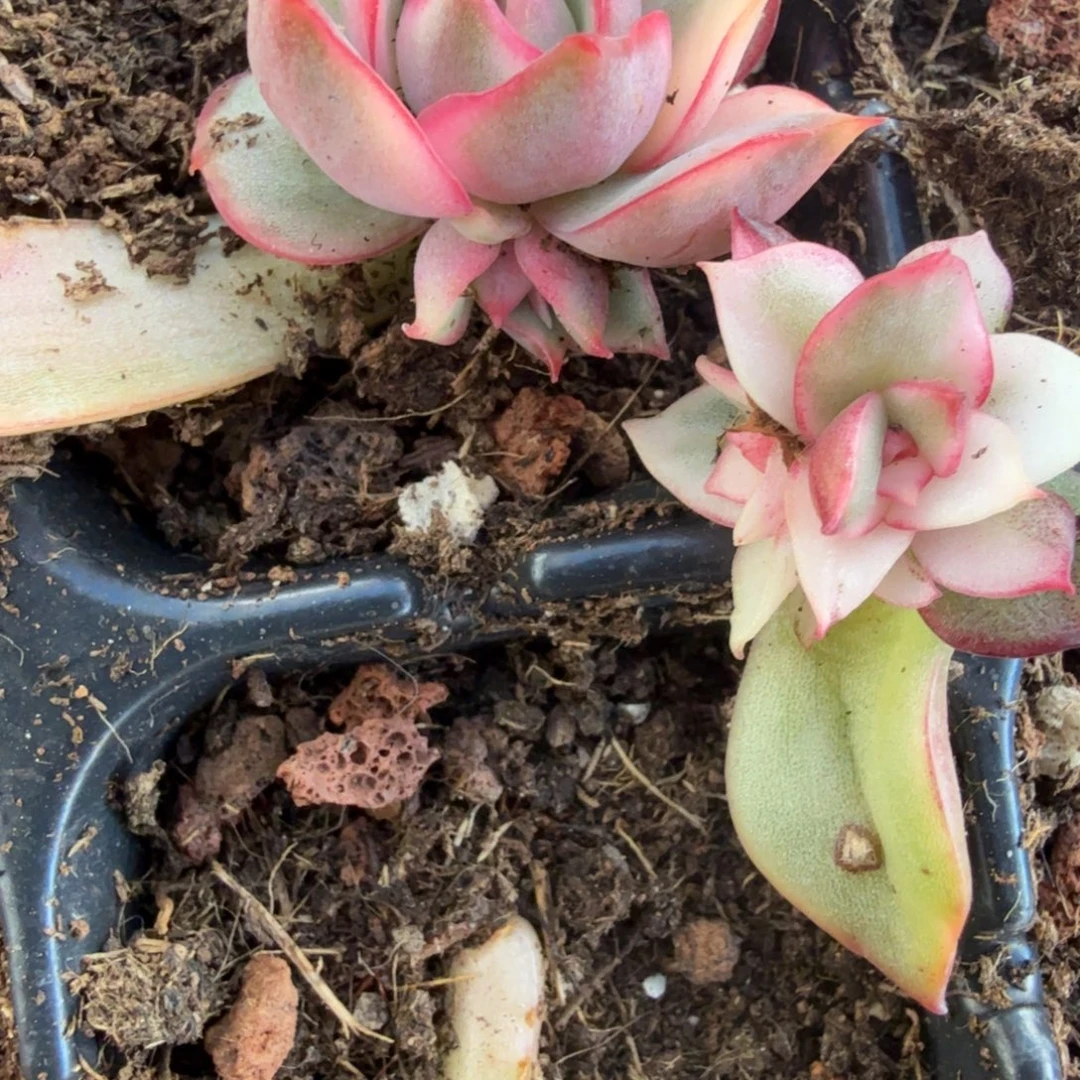 无名盲盒锦多肉锦