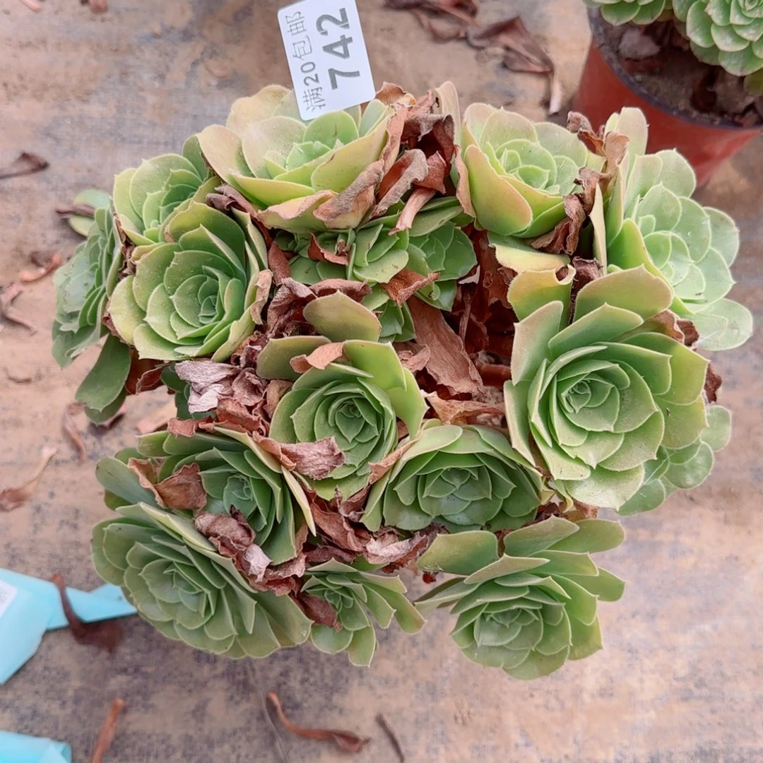 玫瑰多肉742满20包邮断枝不包