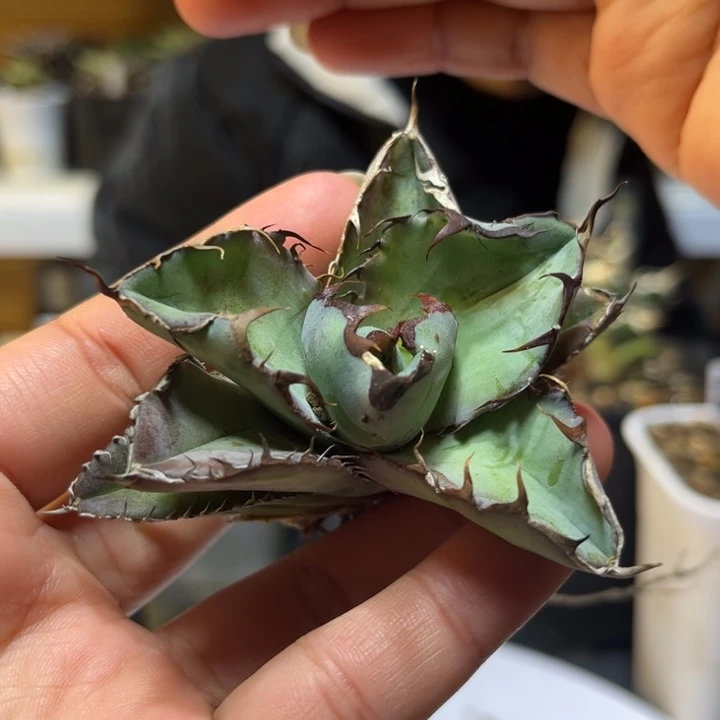 蓝鲸顶芽多肉植物
