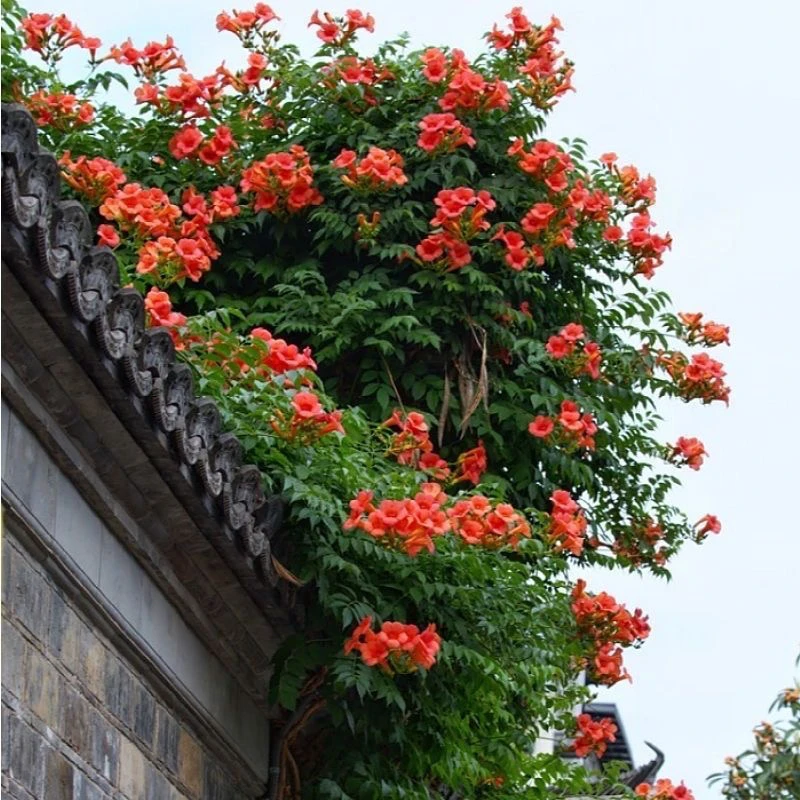 中华凌霄花阳台盆栽庭院攀爬紫藤凌霄多季开花