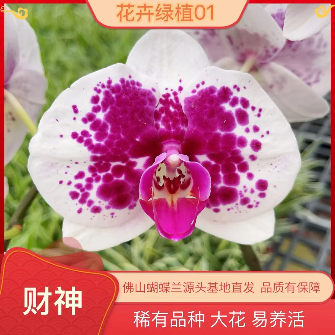 【鸿运财神01】精美蝴蝶兰室内花卉