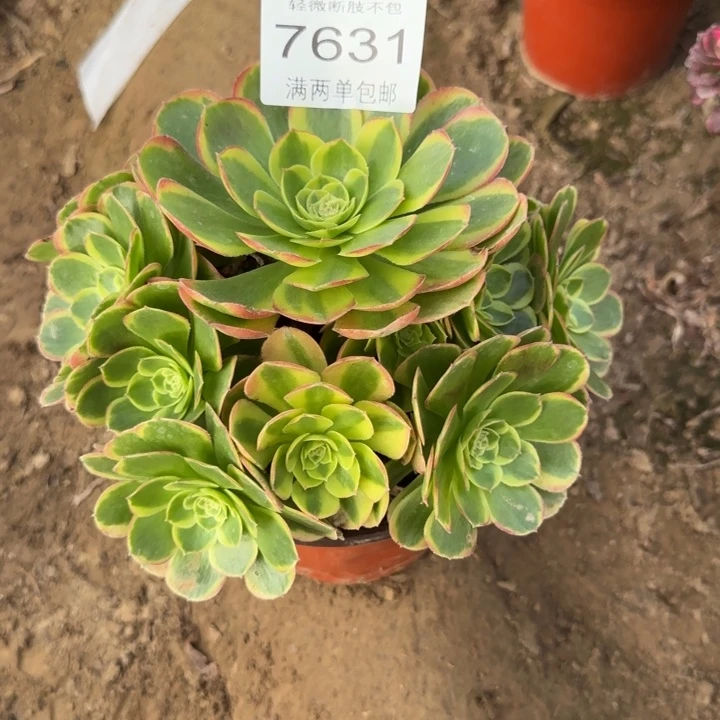 7631奶白多肉植物