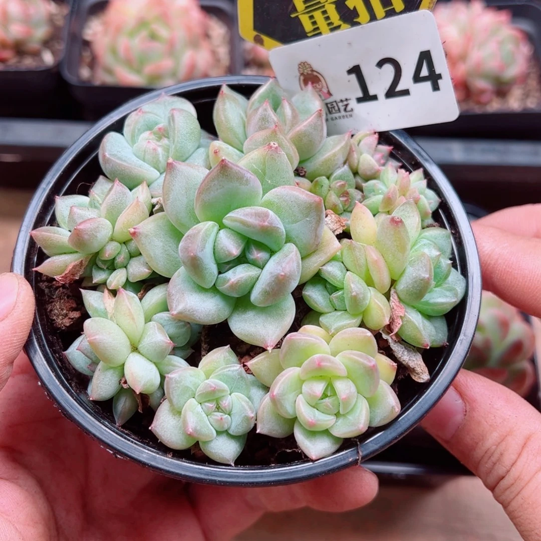 多肉植物多肉植物