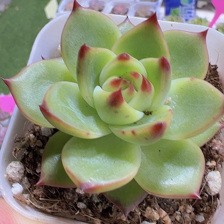 蓝龙19包邮多肉植物