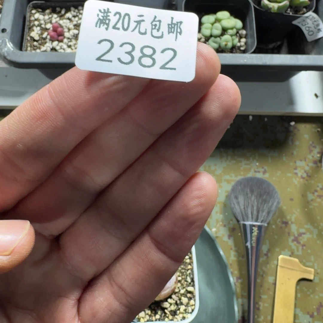 墨*、2382。灯泡两颗。有疤痕