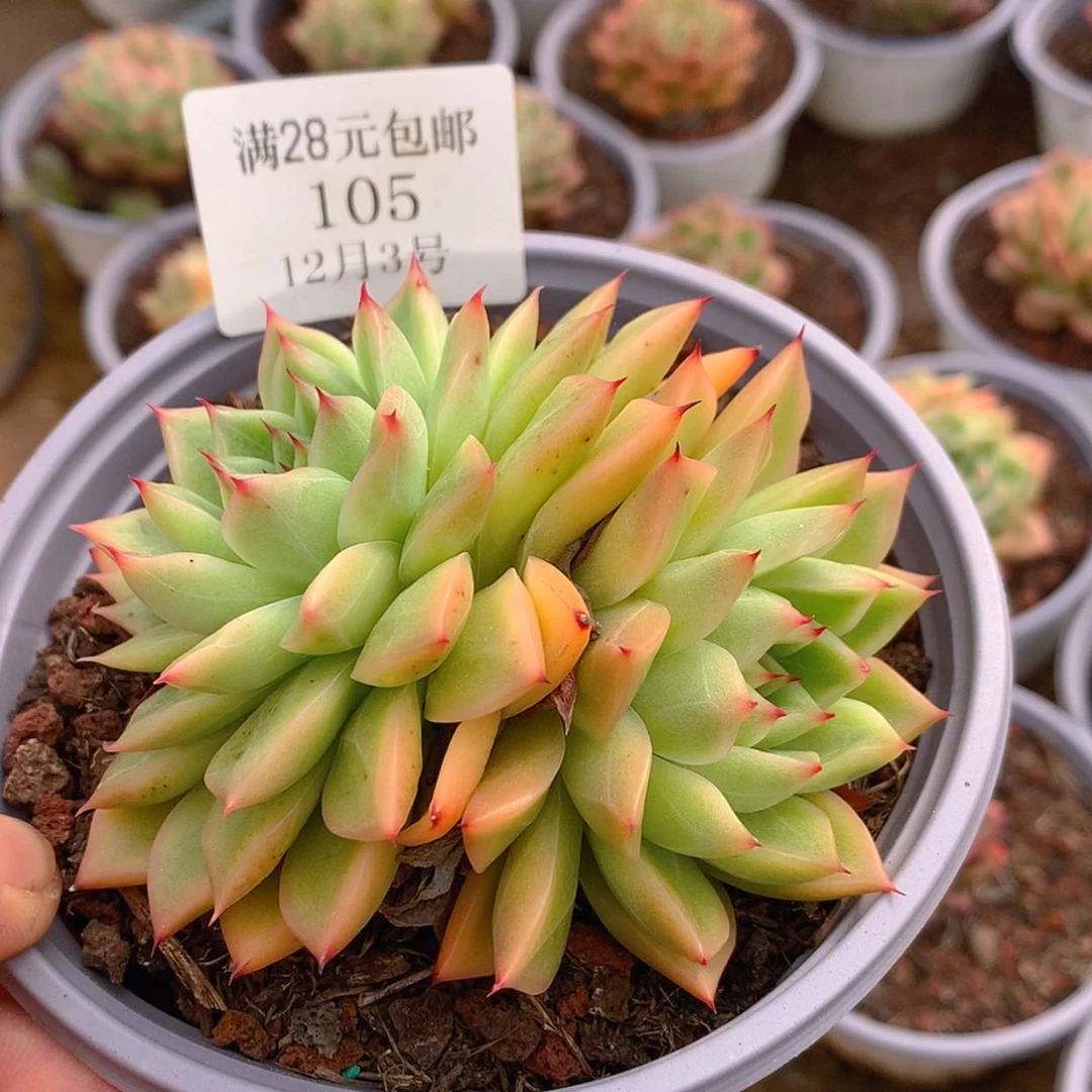 【闪购商品】云105号