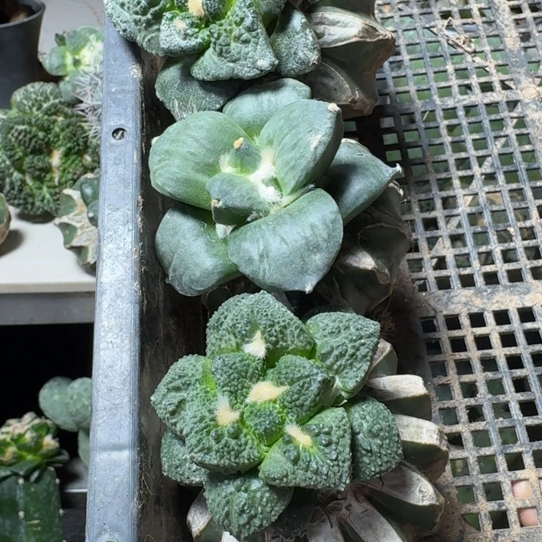 【闪购商品】无花朵太*美三颗牡丹267
