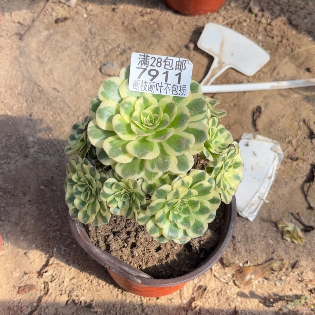 W. 7911迈巴赫多肉。ade