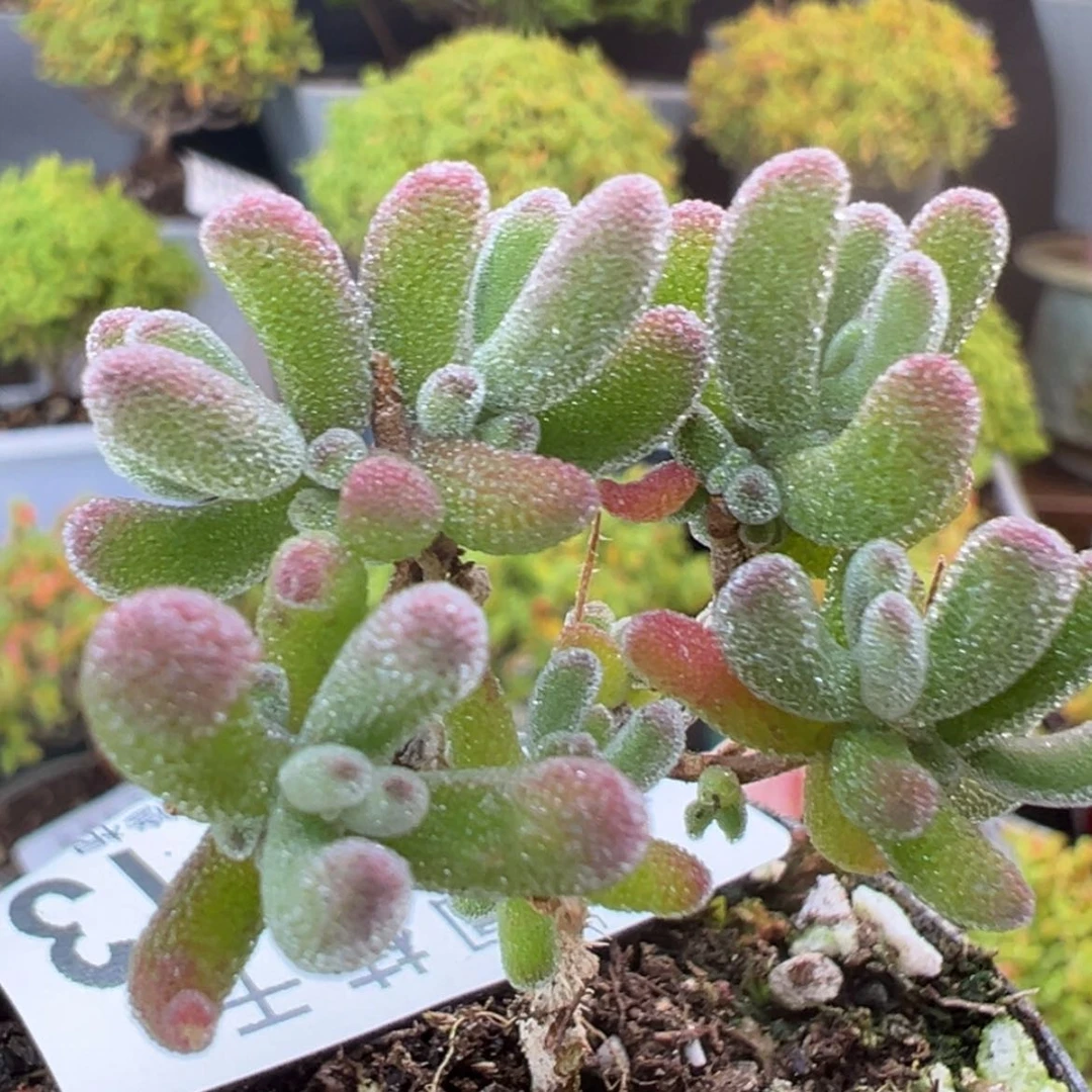 【闪购商品】dy6713实生不知名亮晶晶冠幅3.5c