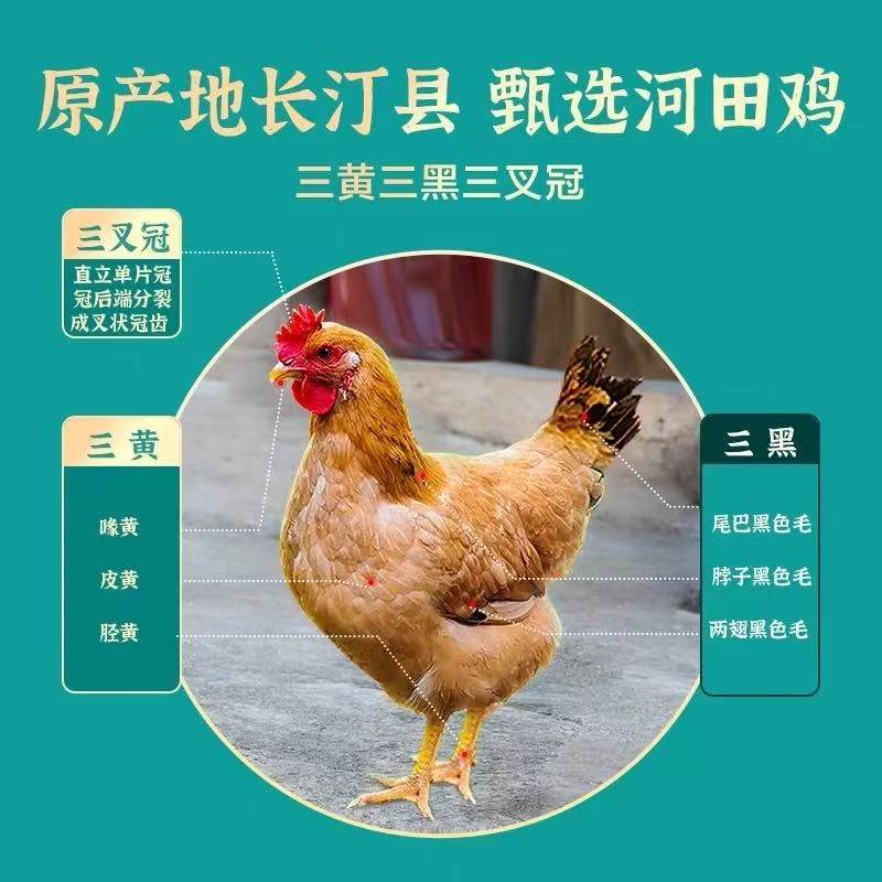 【已开产】高产河田蛋鸡肉质鲜美口感好