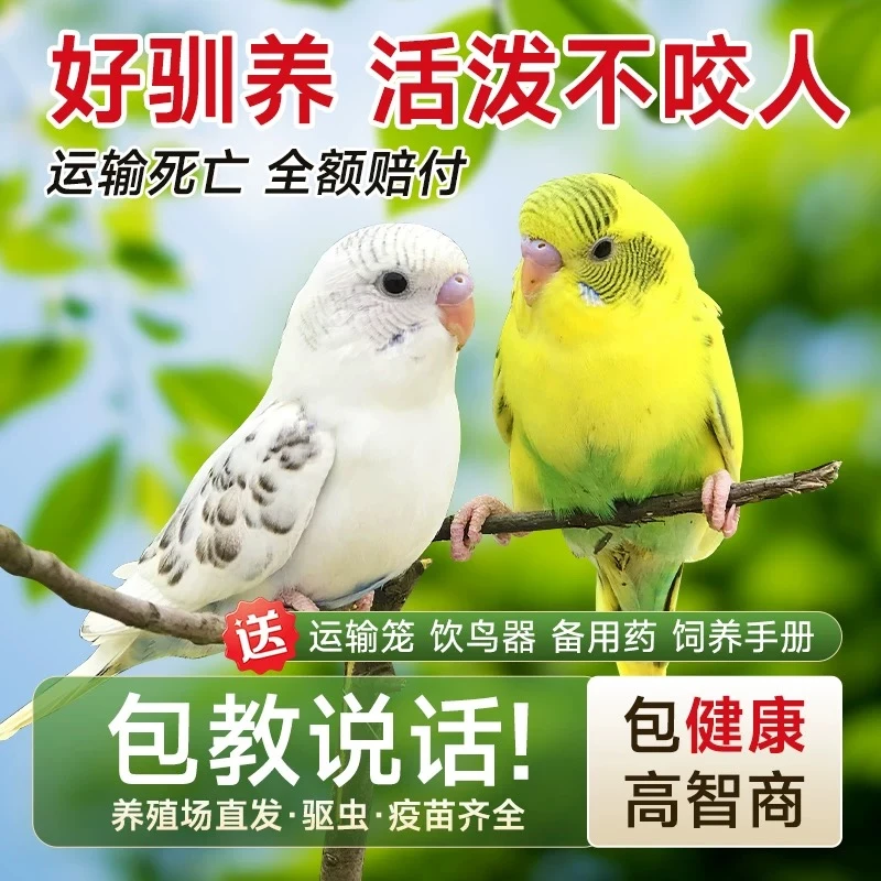 鹦鹉活鸟活物虎皮鹦鹉小鸟活鸟彩色会学说话鹦鹉鸟类宠物