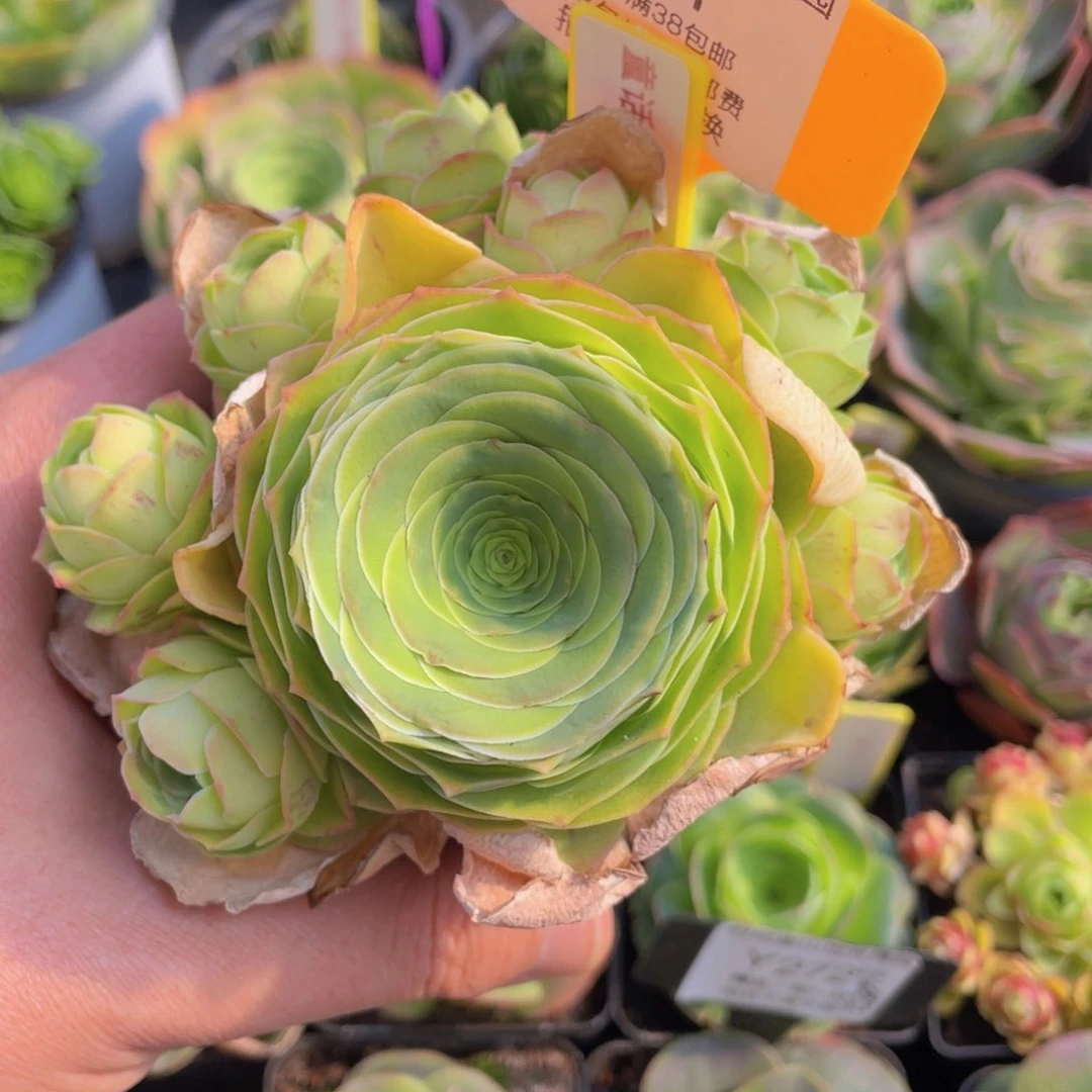 童话气球471一物一拍