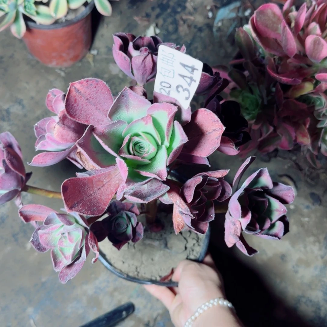 红富士多肉344满20包邮断枝不包