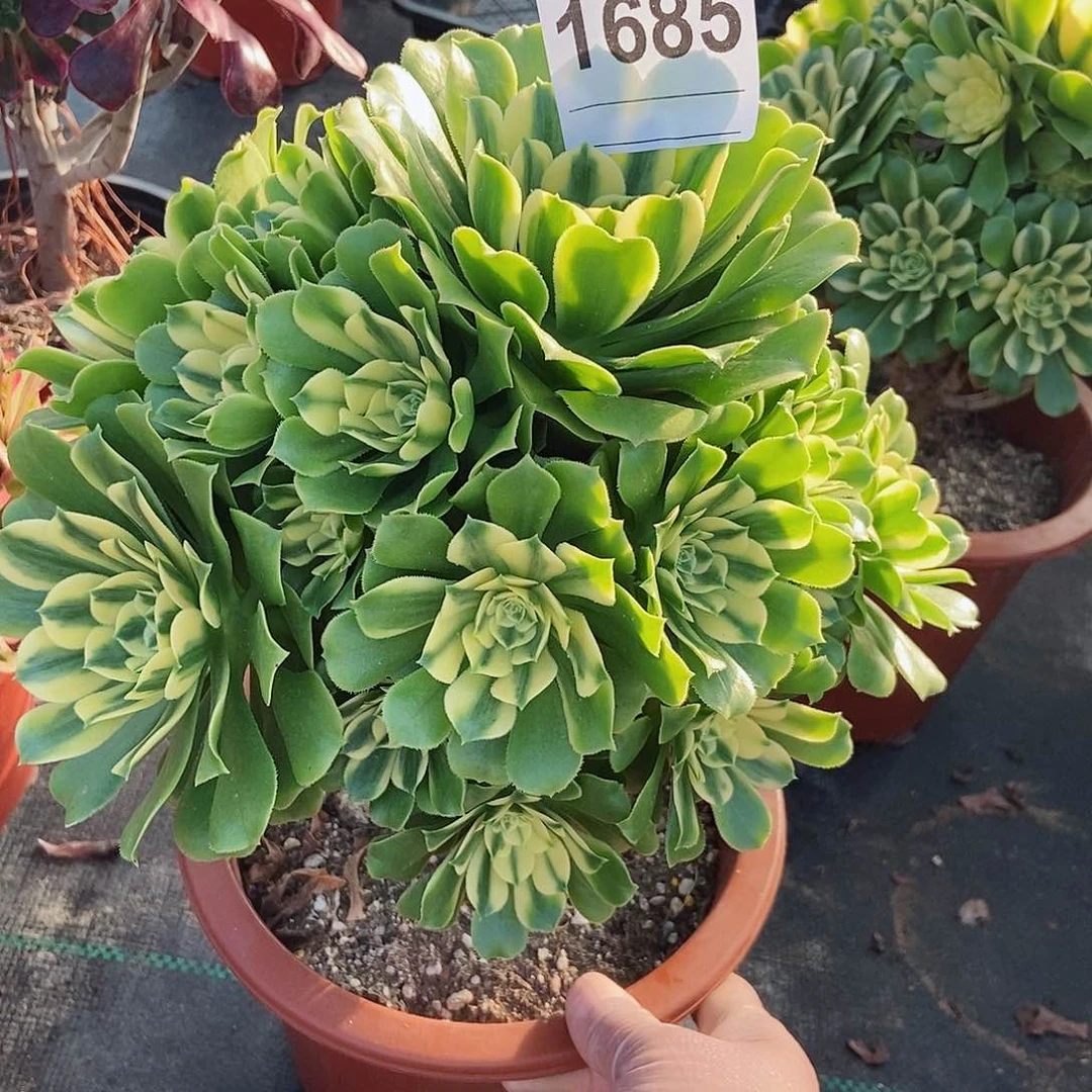 红陶花****坊1685辛尼亚4多肉