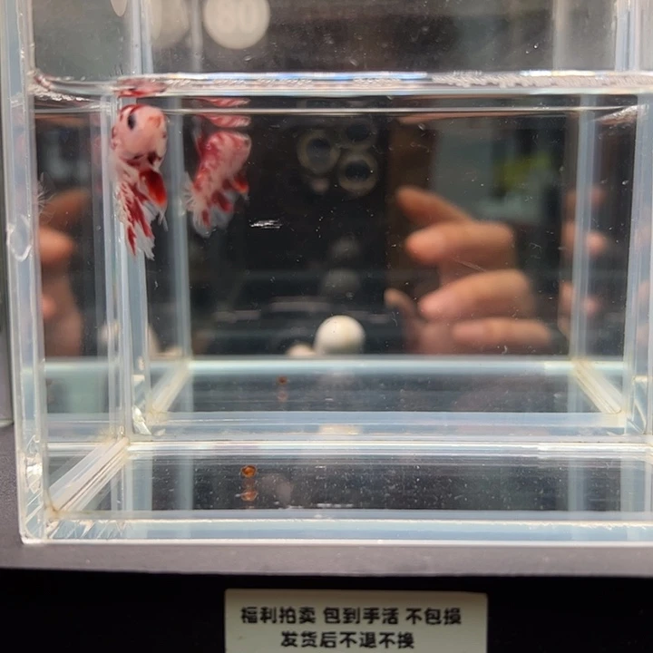 斗鱼一单包邮8日80