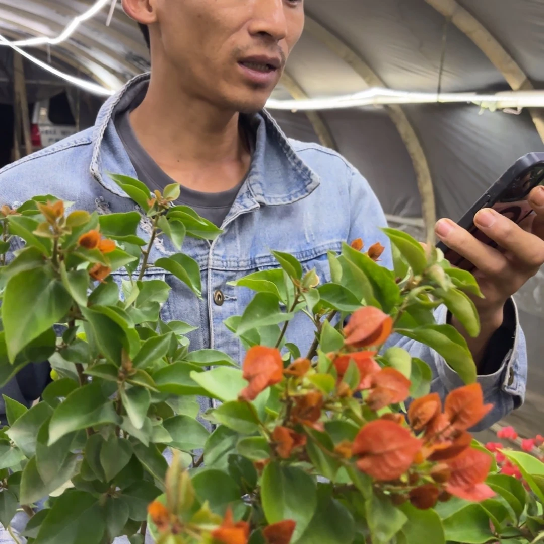 全部花苞（米奇）三角梅会掉花掉叶会光杆有大有小