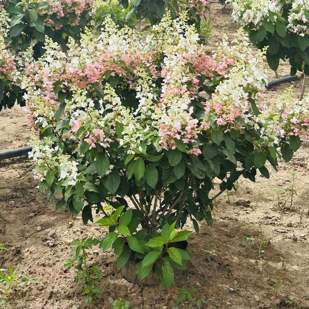 烛光绣球大丛生开花会变色花期长耐寒