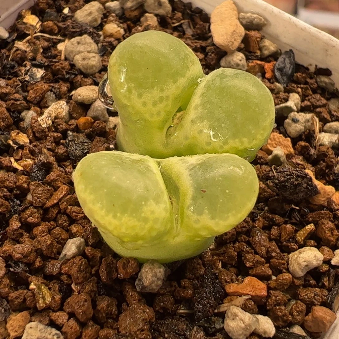 014多肉植物组合