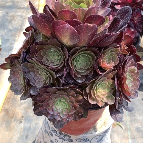 717抹茶多肉植物