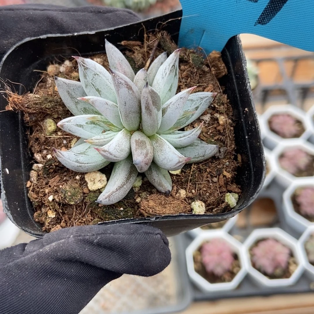 121魔爪多肉植物保护