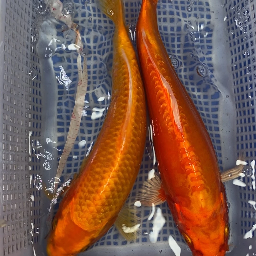 锦鲤冷水锦鲤包邮