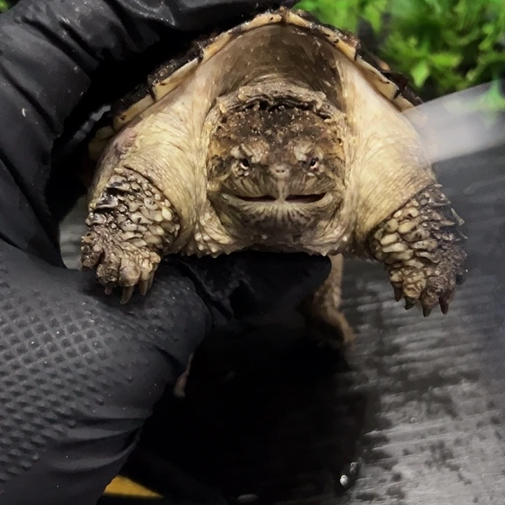 绿毛龟母直播选龟自家繁殖佛鳄