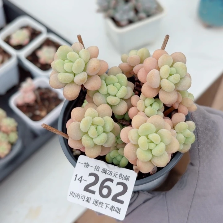 洛可可多肉无盆土发货无盆