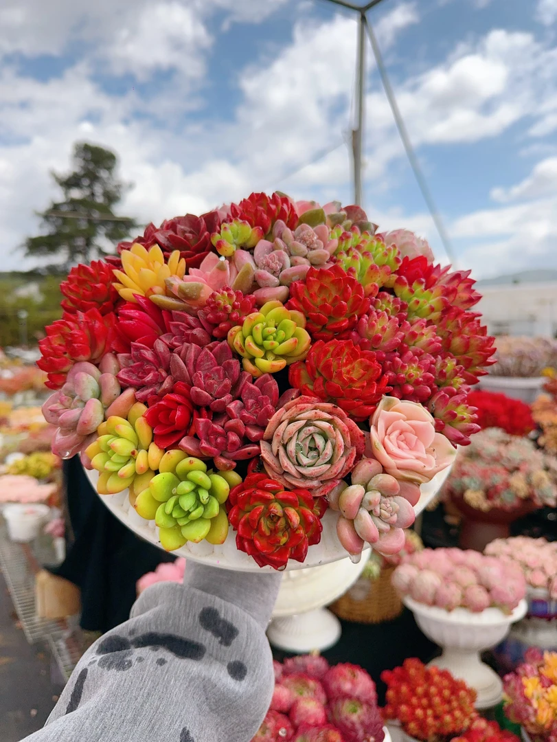 X七彩拼盘+罗马盆 云南基地直发 绿植盆栽 带盆带土