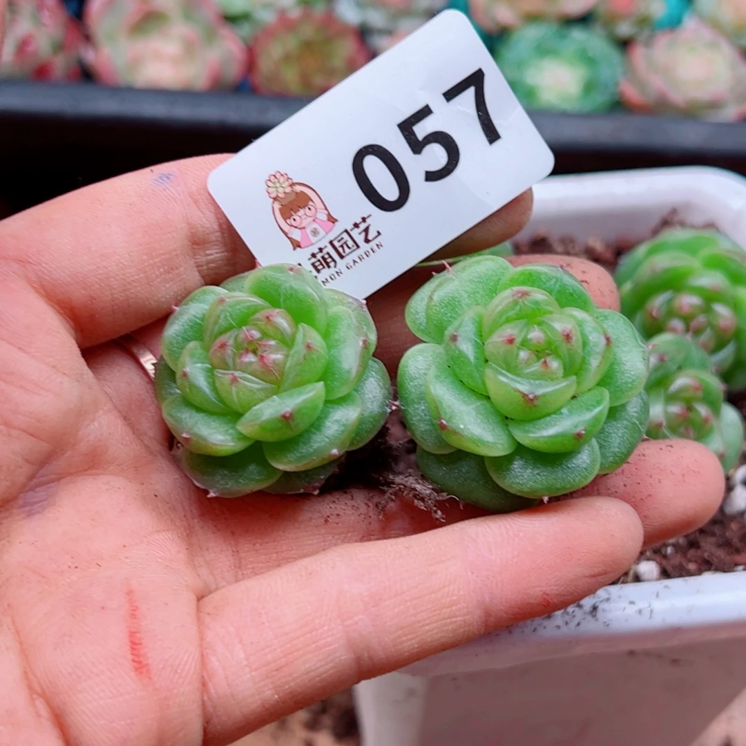 杨***丫多肉植物多肉植物