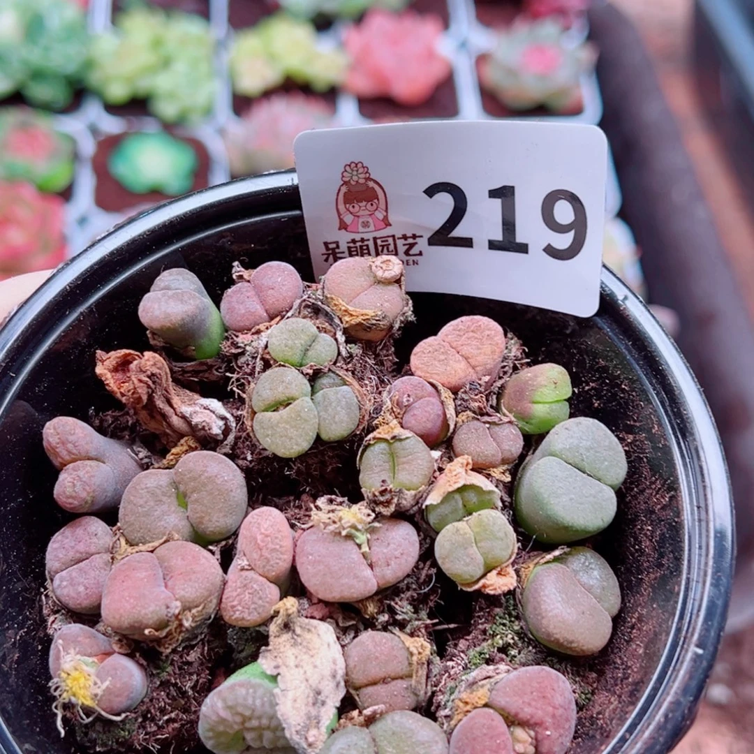 多肉植物多肉植物