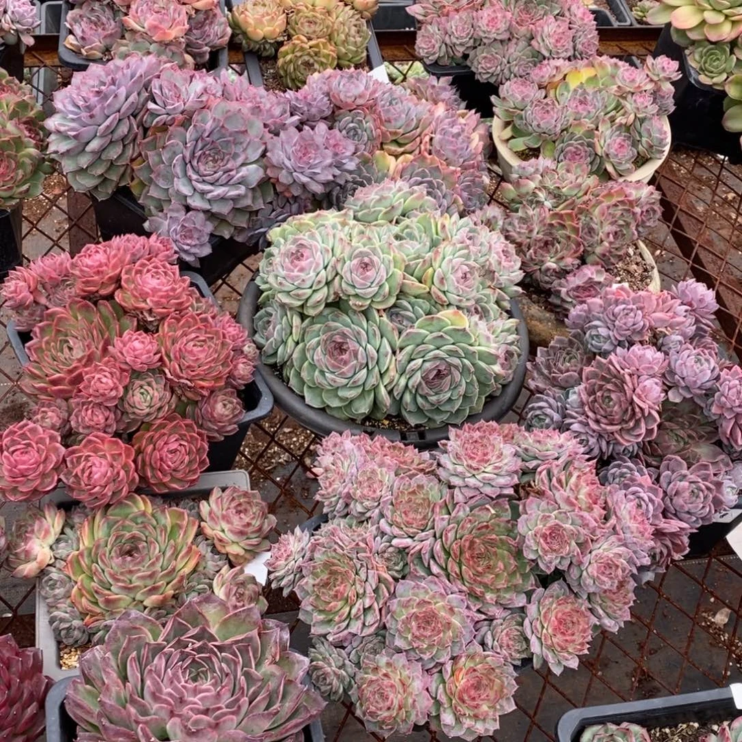 杂交精品多肉~模特链接