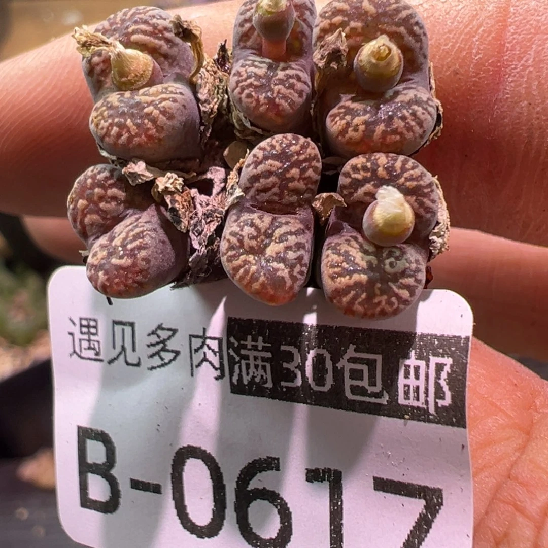 多肉植物1111111111111