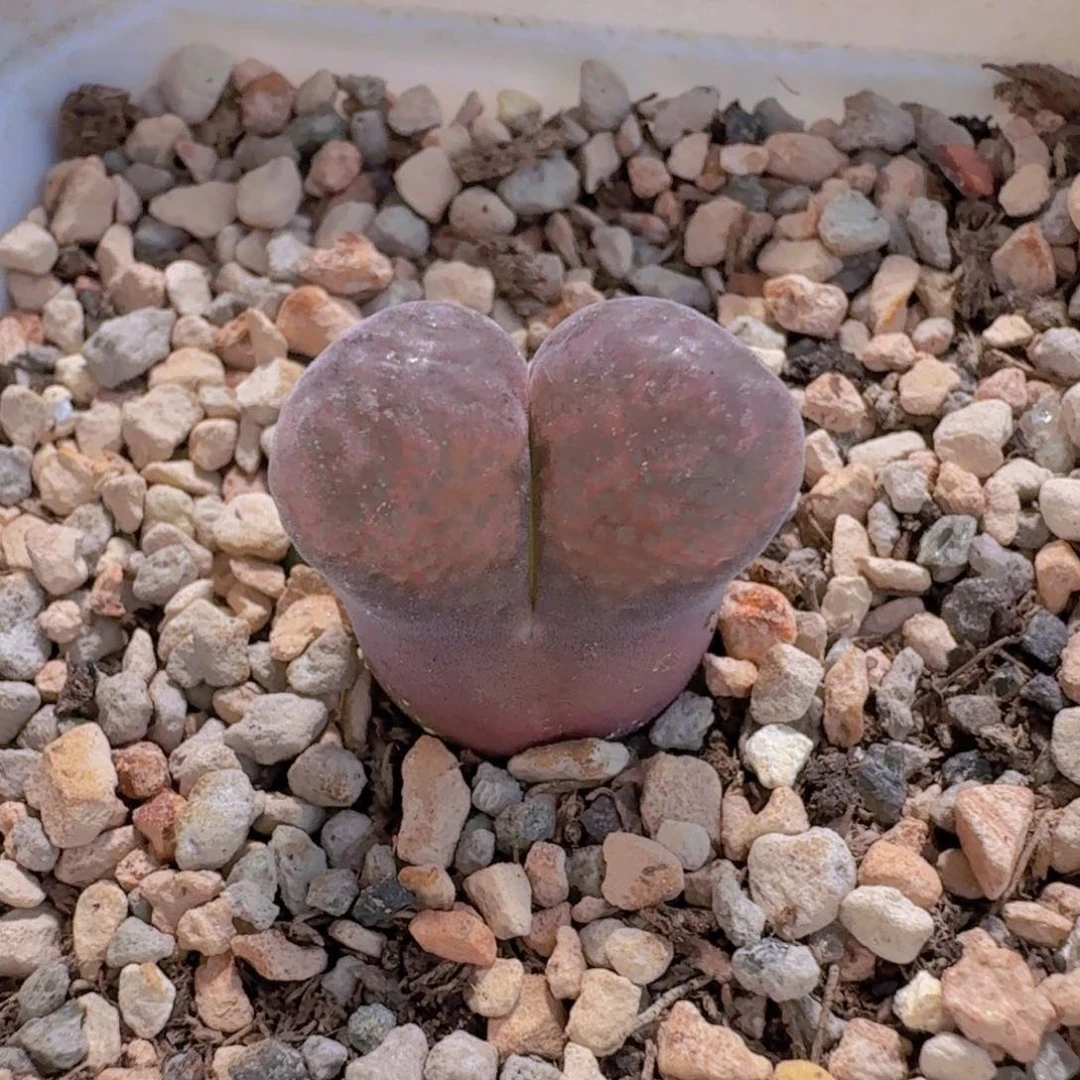 蛋糕风铃 9-19-L39。