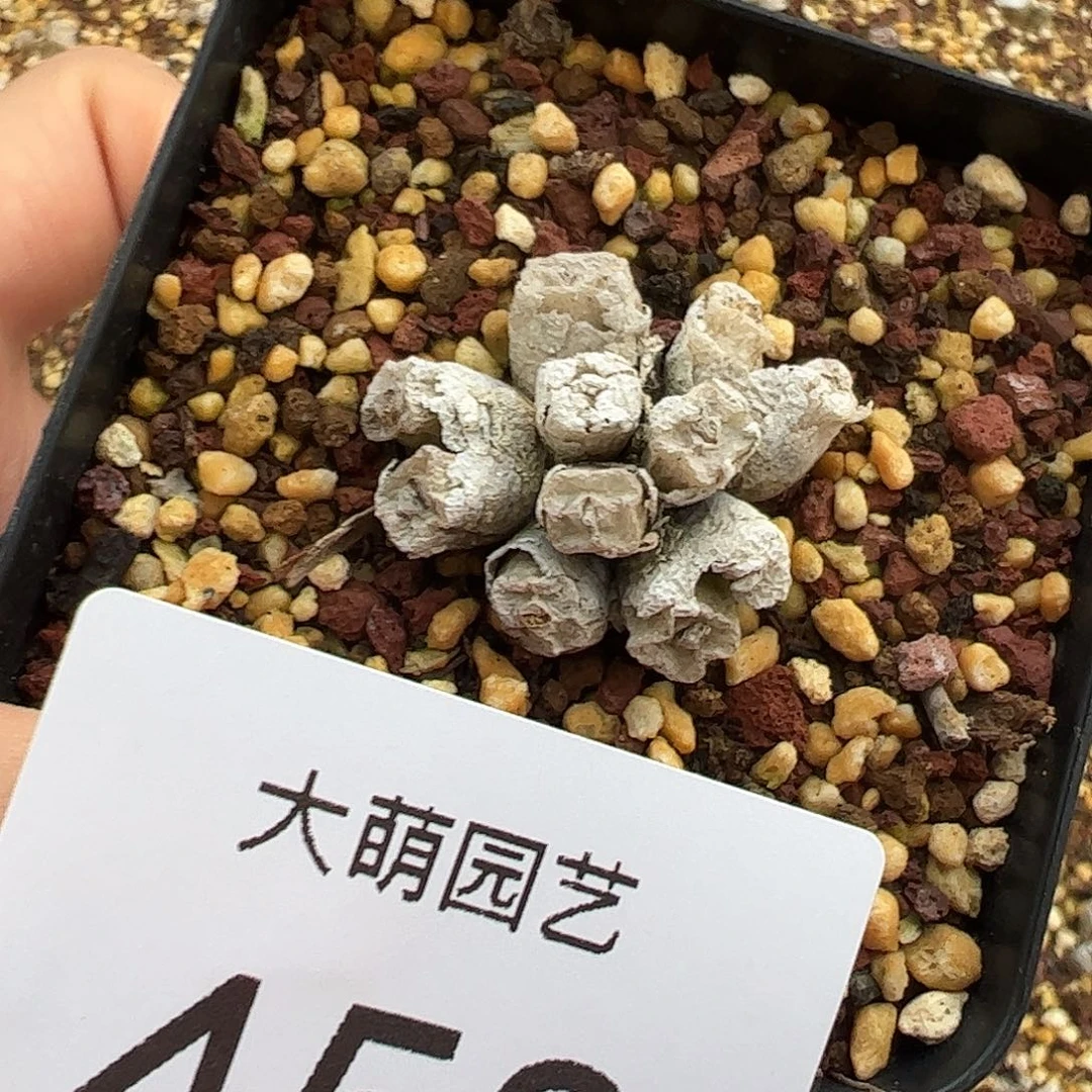 0000458 一物一拍脱土发