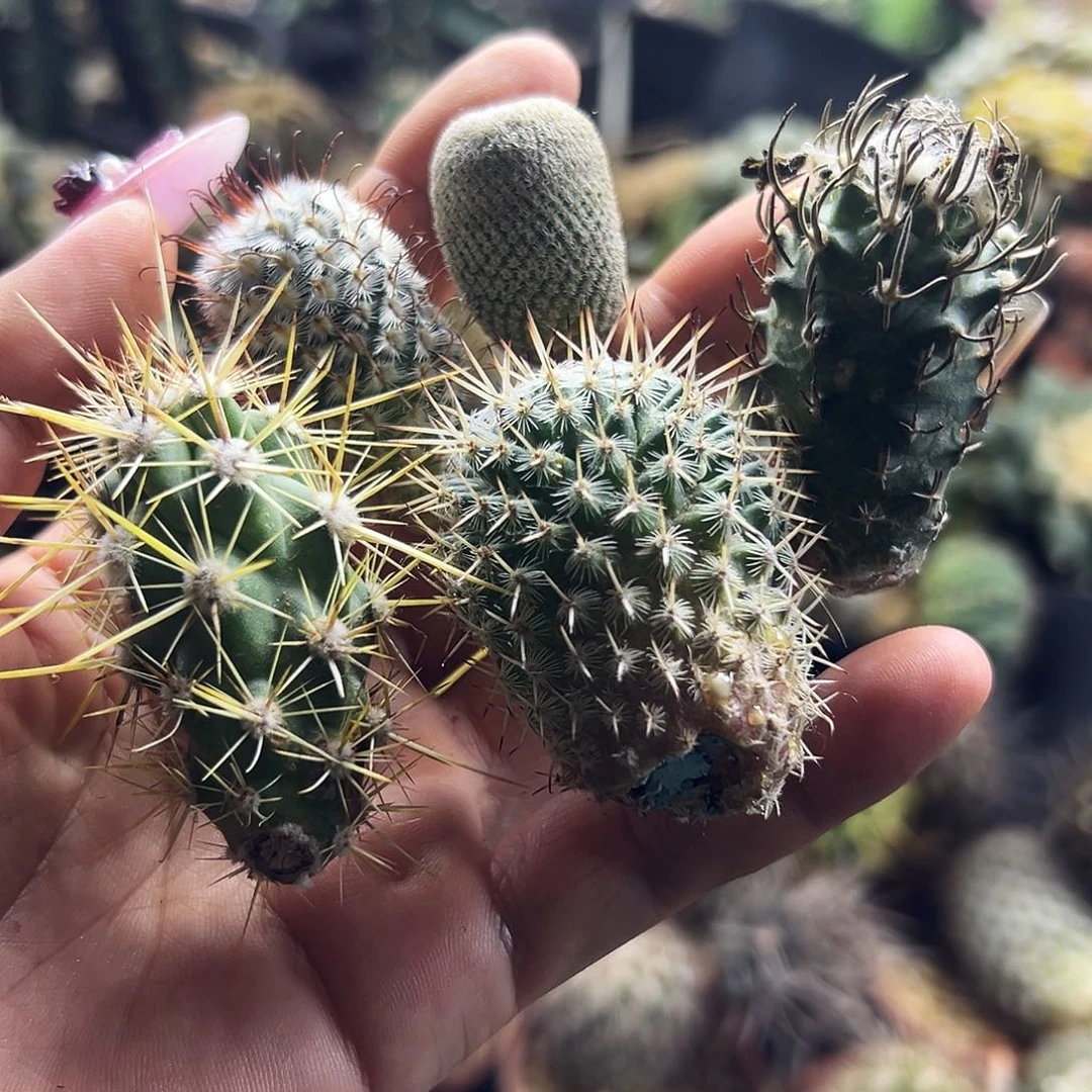 侧牙组合仙人球11111111