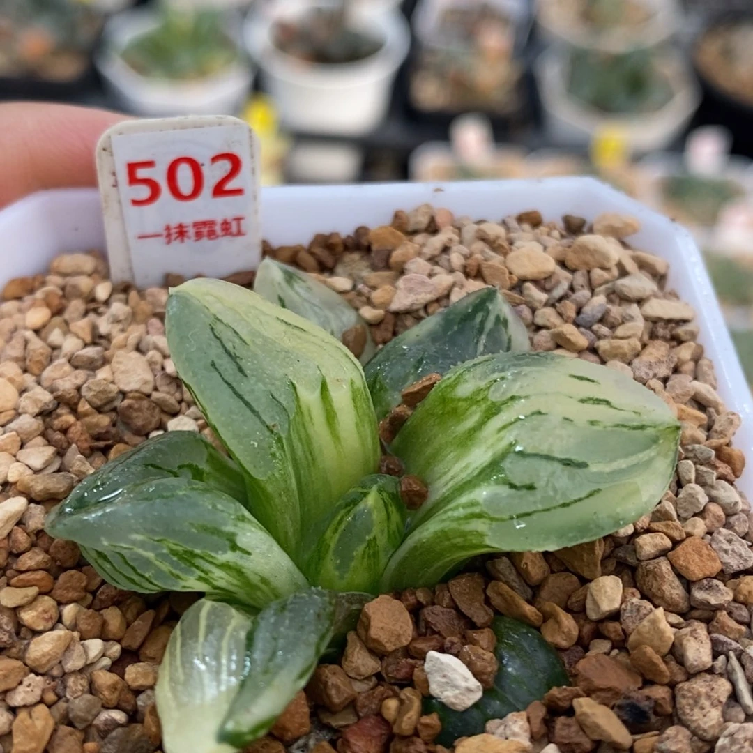 502号冰城锦多肉植物